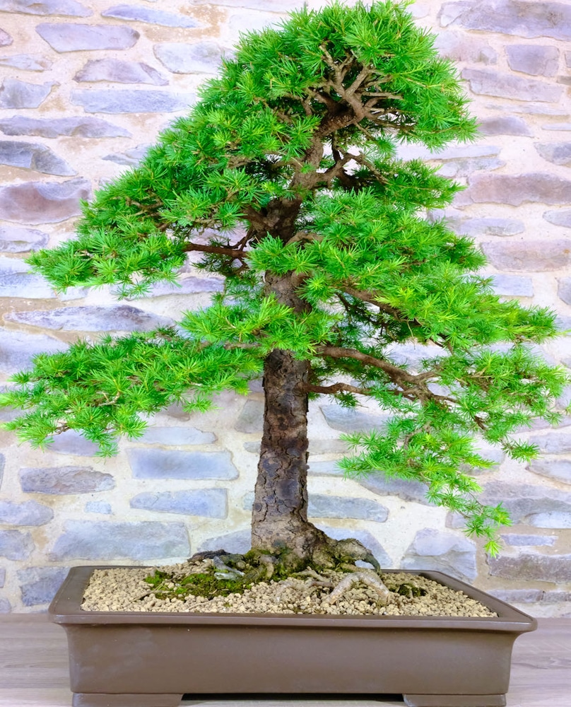 Larch lair bonsai tree species