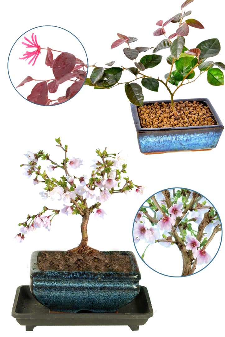 A Miniature Pair of Flowering Bonsai | The Cherry Blossom & Chinese Blush (Purple Leaves)