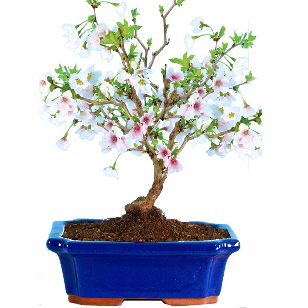 Cherry blossom bonsai species - An all time favourite