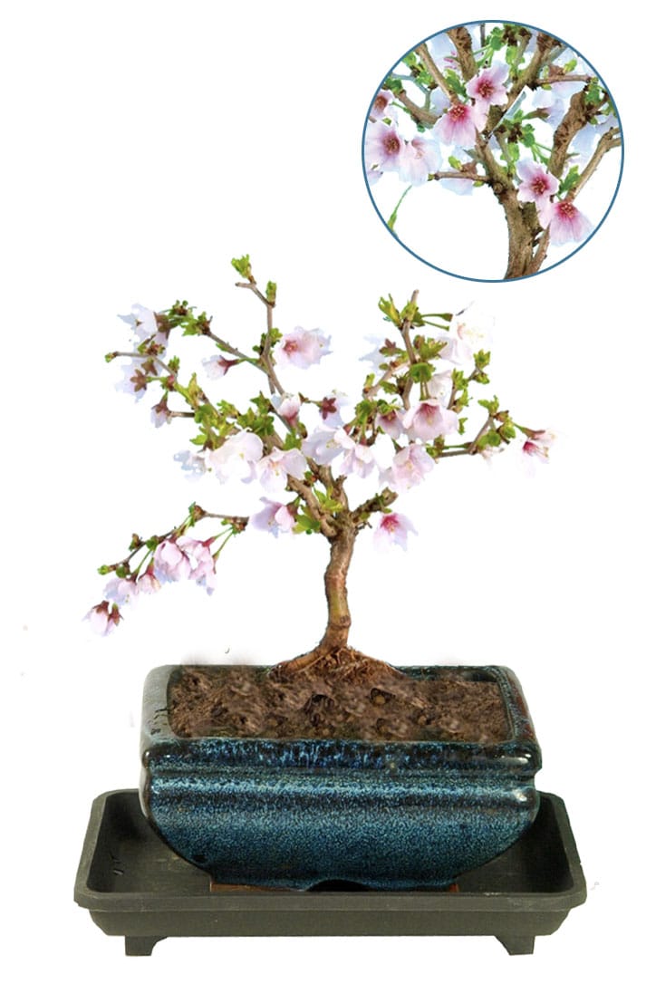 Cherry Blossom starter bonsai tree