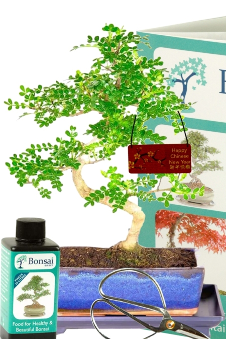 Chinese New Year plant - Aromatic Pepper bonsai gift