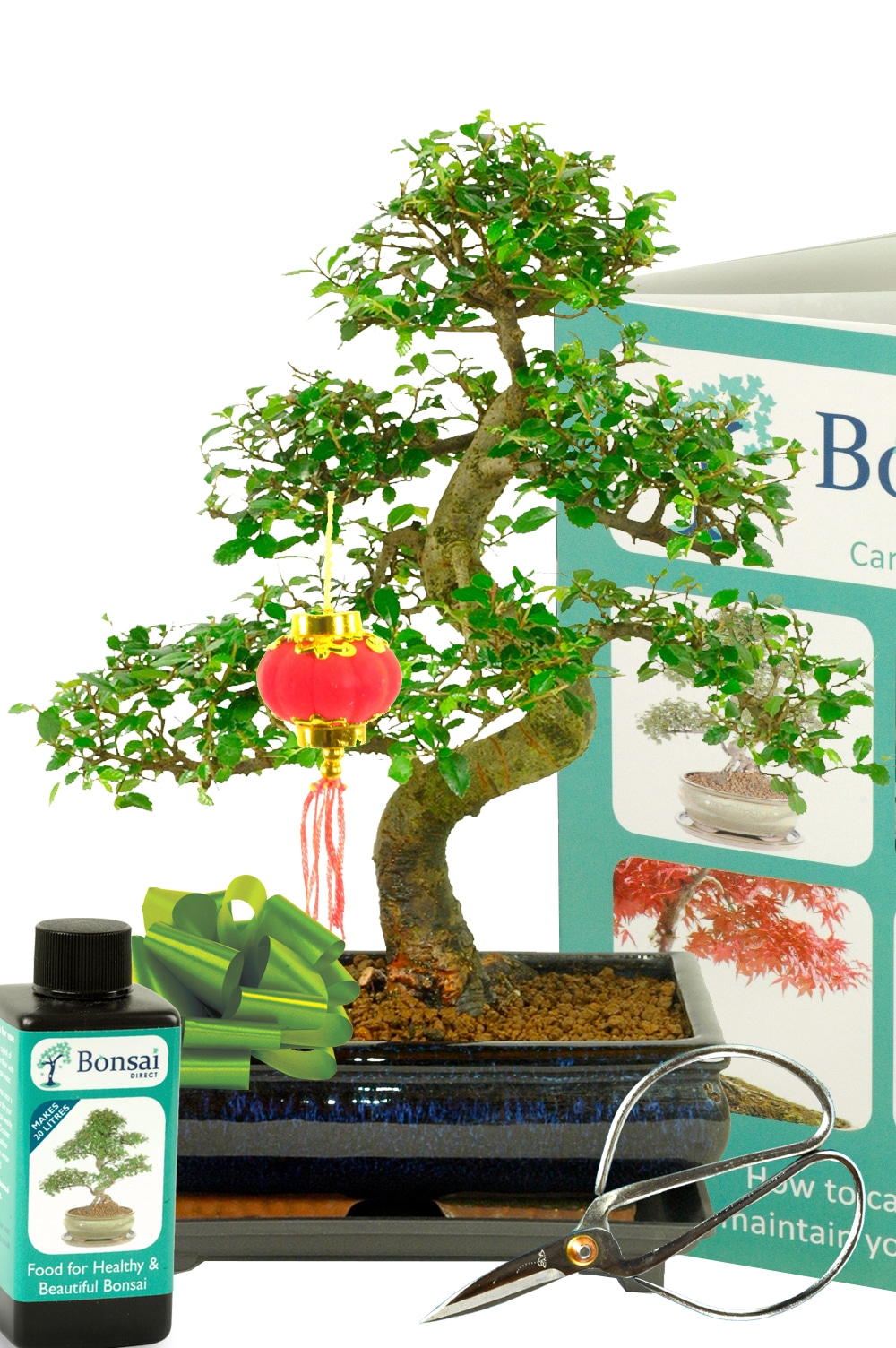 Chinese New Year Chinese Elm Bonsai Tree