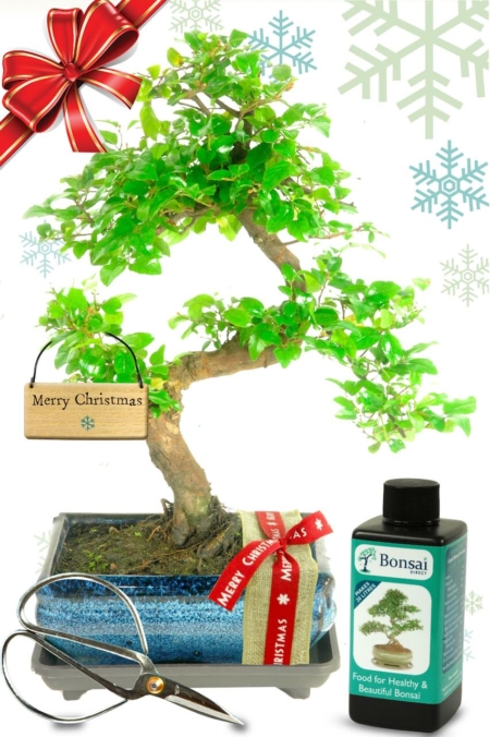 Natural Range Christmas Fruiting Bonsai Gift - Festive Red Gift Wrap