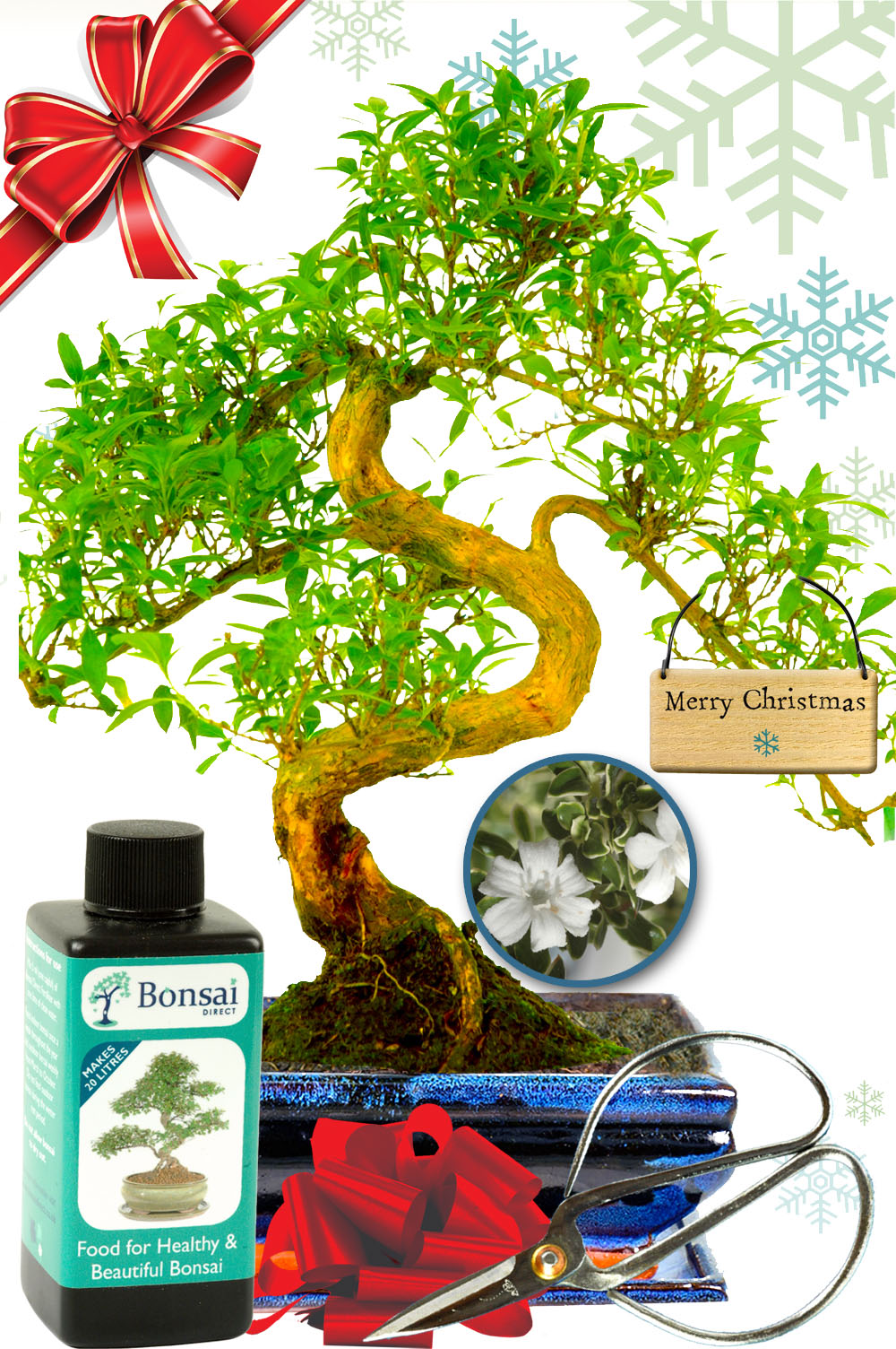 Serissa bonsai tree Christmas gift with white flowers - The tree of a thousand stars