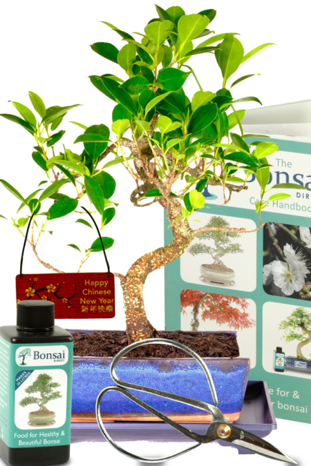 Chinese New Year Ficus Tree Gift