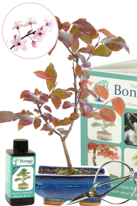 Purple Cherry Blossom starter bonsai kit