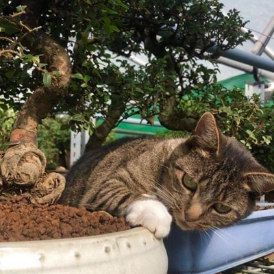 Twiglet the cat beneath our bonsai trees
