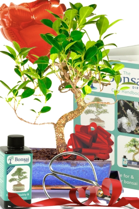 Valentine's tree gift - Ficus indoor bonsai
