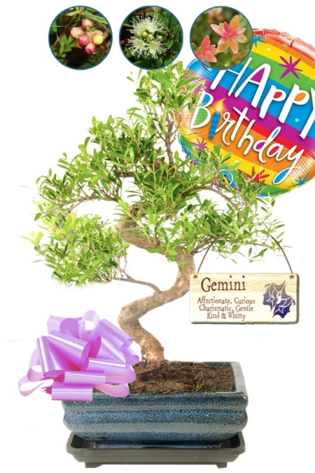 Flowering & fruiting zodiac gift - Beautiful star sign gift with choice of star sign tags