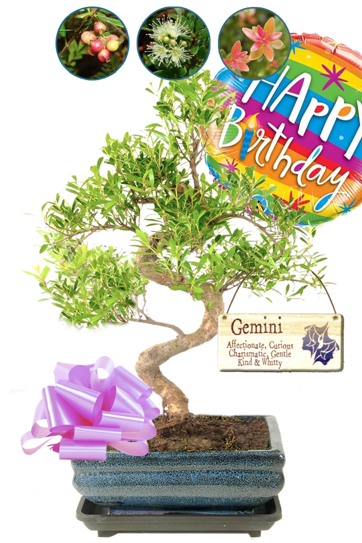 Flowering & fruiting zodiac gift - Beautiful star sign gift with choice of star sign tags