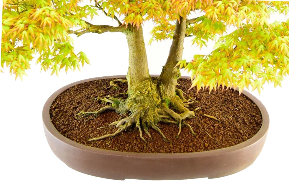 Exposed bonsai roots add immense character and artistic appeal