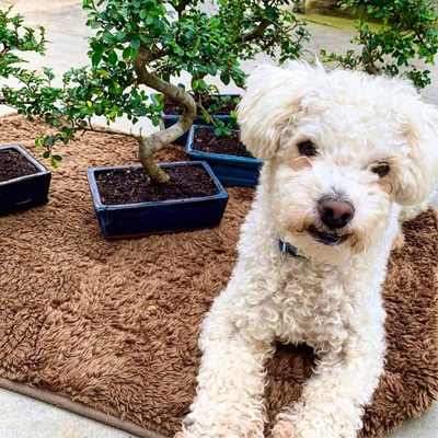 Holly's fun little dog with the bonsai trees