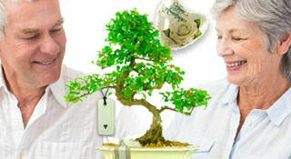 Wedding Anniversary Bonsai tree gifts