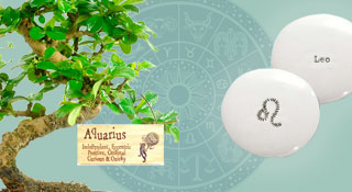 Astrology Gifts | Star Sign Bonsai Tree Gifts