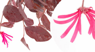 Loropetalum Chinese Blush Tree bonsai for sale