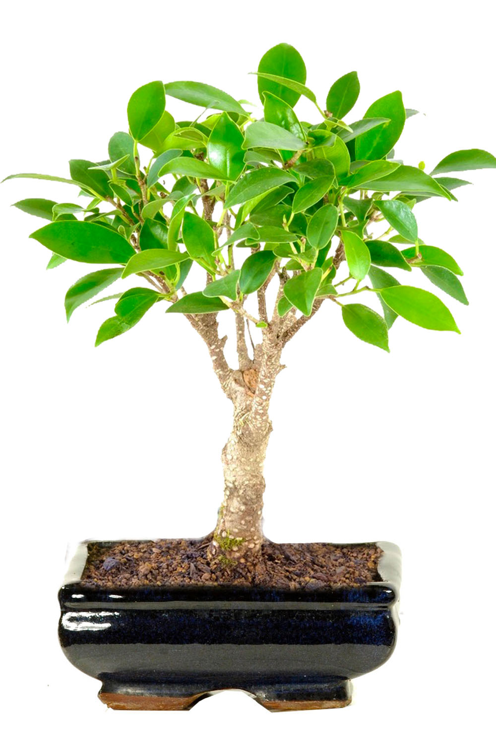 Ficus retusa baby indoor bonsai for beginners
