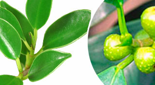 Ficus bonsai trees for sale