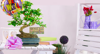 Get Well Soon Bonsai Tree Gifts