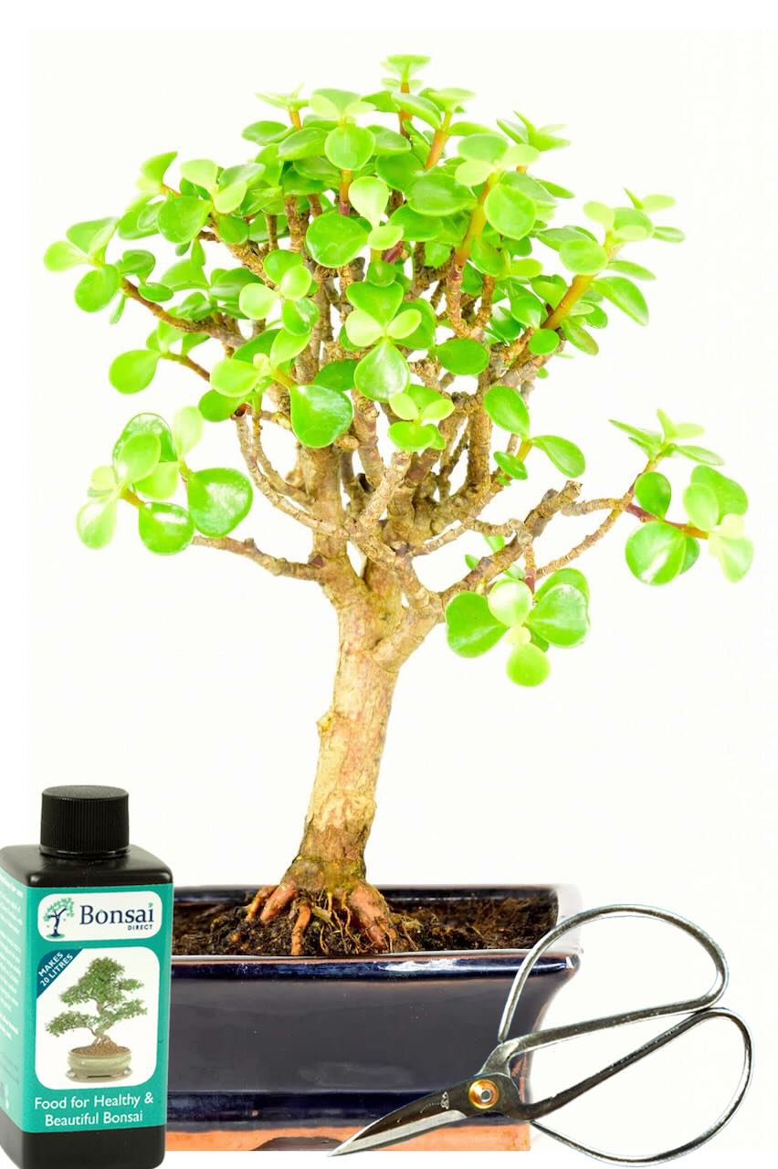 Money tree bonsai starter kit