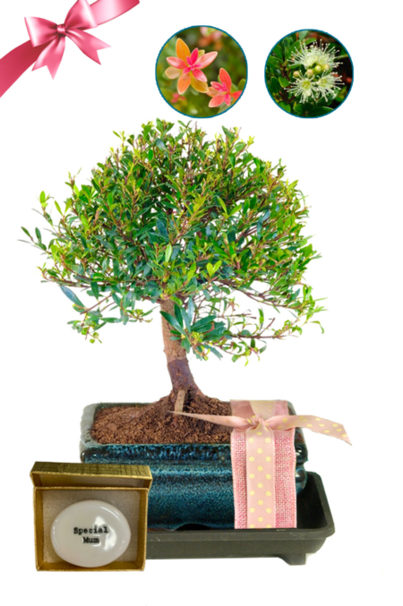 Fruiting & Flowering Mother's Day Bonsai - Perfectly Presented