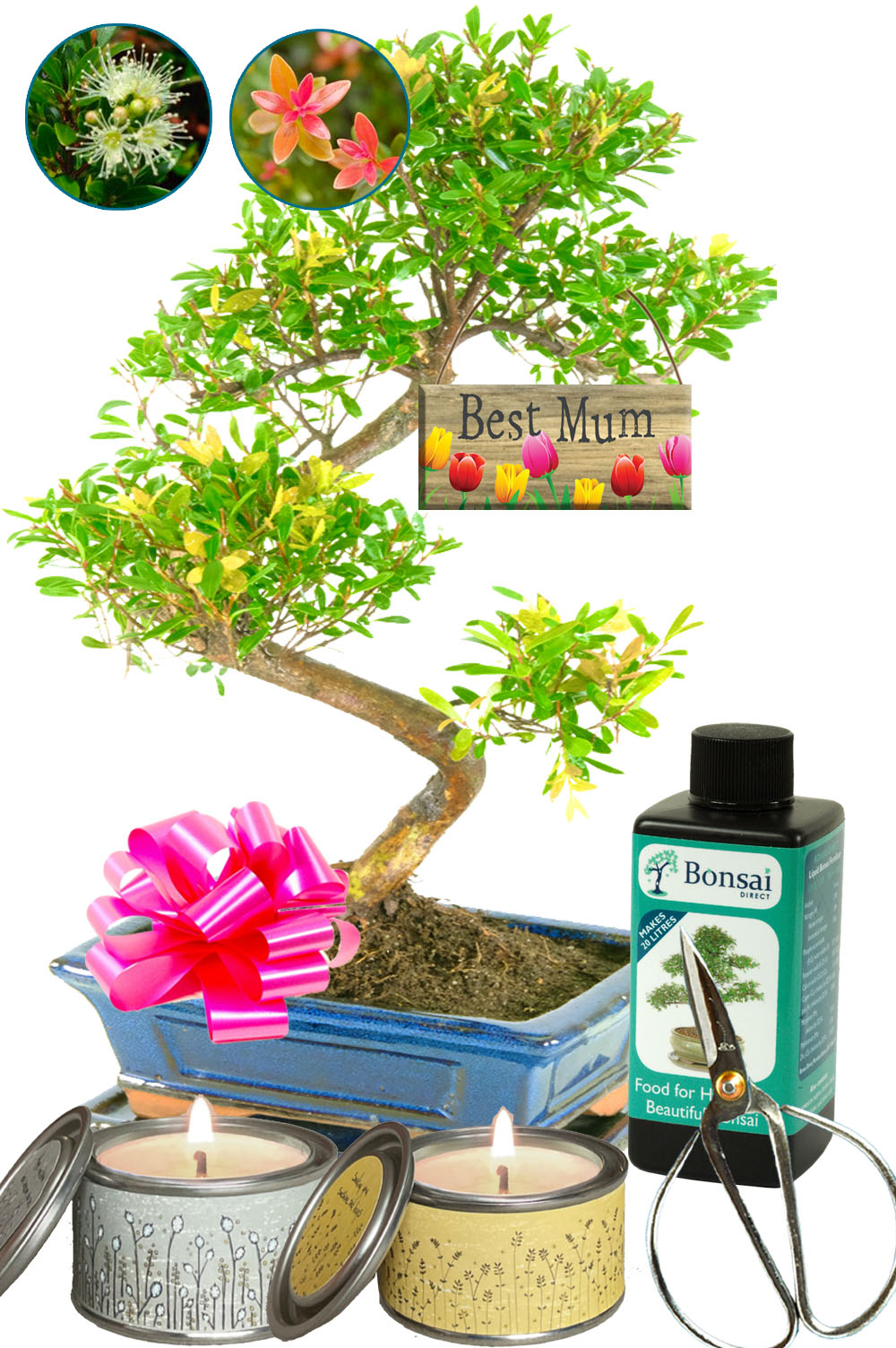 The ultimate fruiting & flowering Mother's Day bonsai gift!