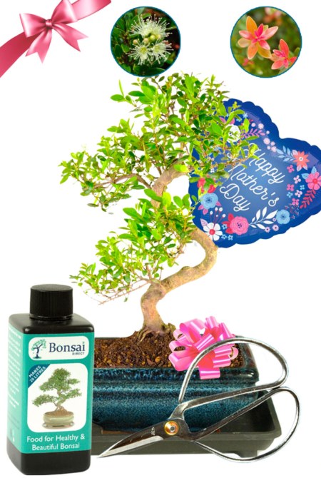 Fabulous Mother's Day Gift Set | Indoor Flowering & Fruiting Roseapple Myrtle Bonsai