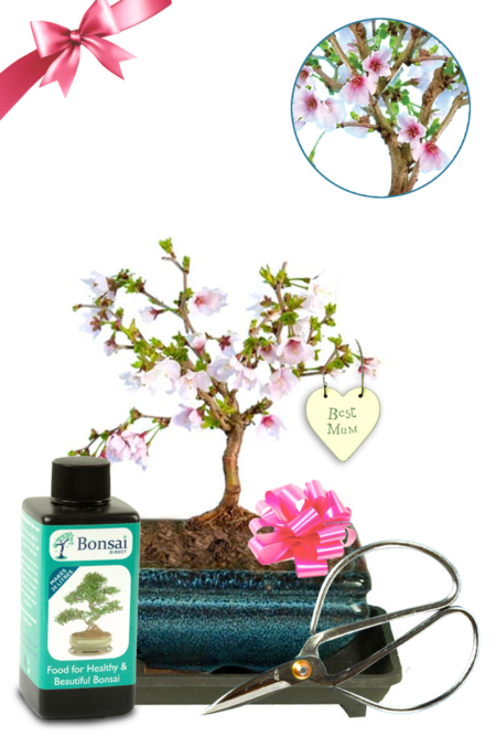 Gifts for Mum | Flowering Cherry Blossom Bonsai Tree Beginners Kit