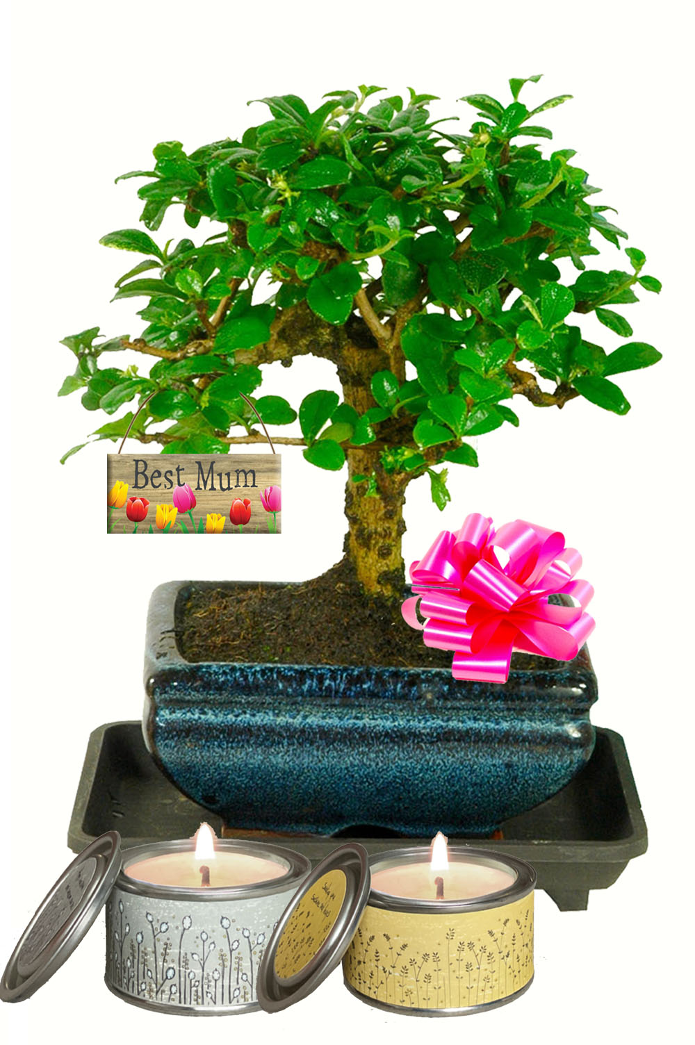 Stylish Mother's Day Gifts | Woodland-Style Flowering Bonsai Tree