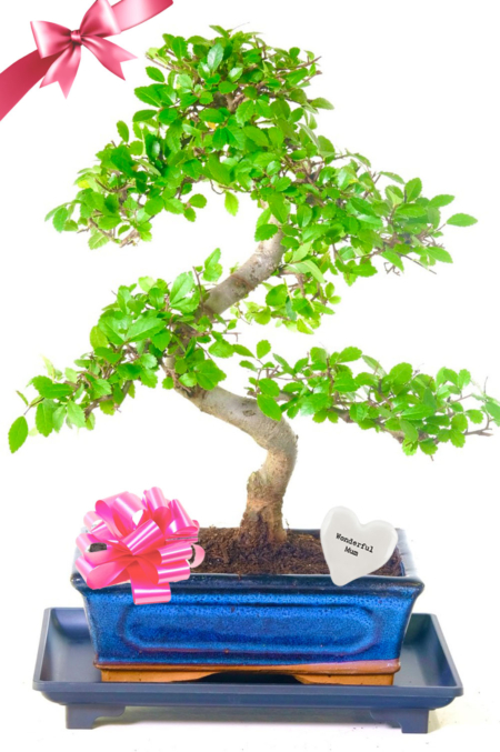 Wonderful Mum | Twisty Chinese Elm Bonsai Mother's Day Plant Gift