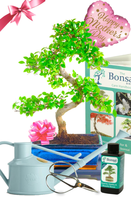 Outstanding Value Easy Care Beginners Chinese Elm Mothers Day comprehensive bonsai kit for sale