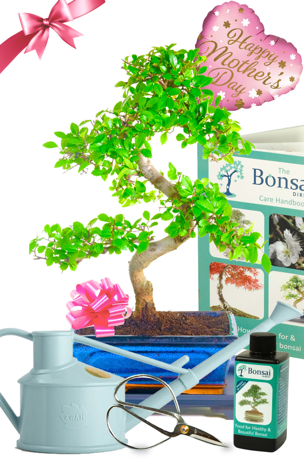 Outstanding Value Easy Care Beginners Chinese Elm Mothers Day comprehensive bonsai kit for sale