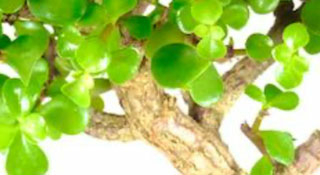 Money bonsai tree for sale