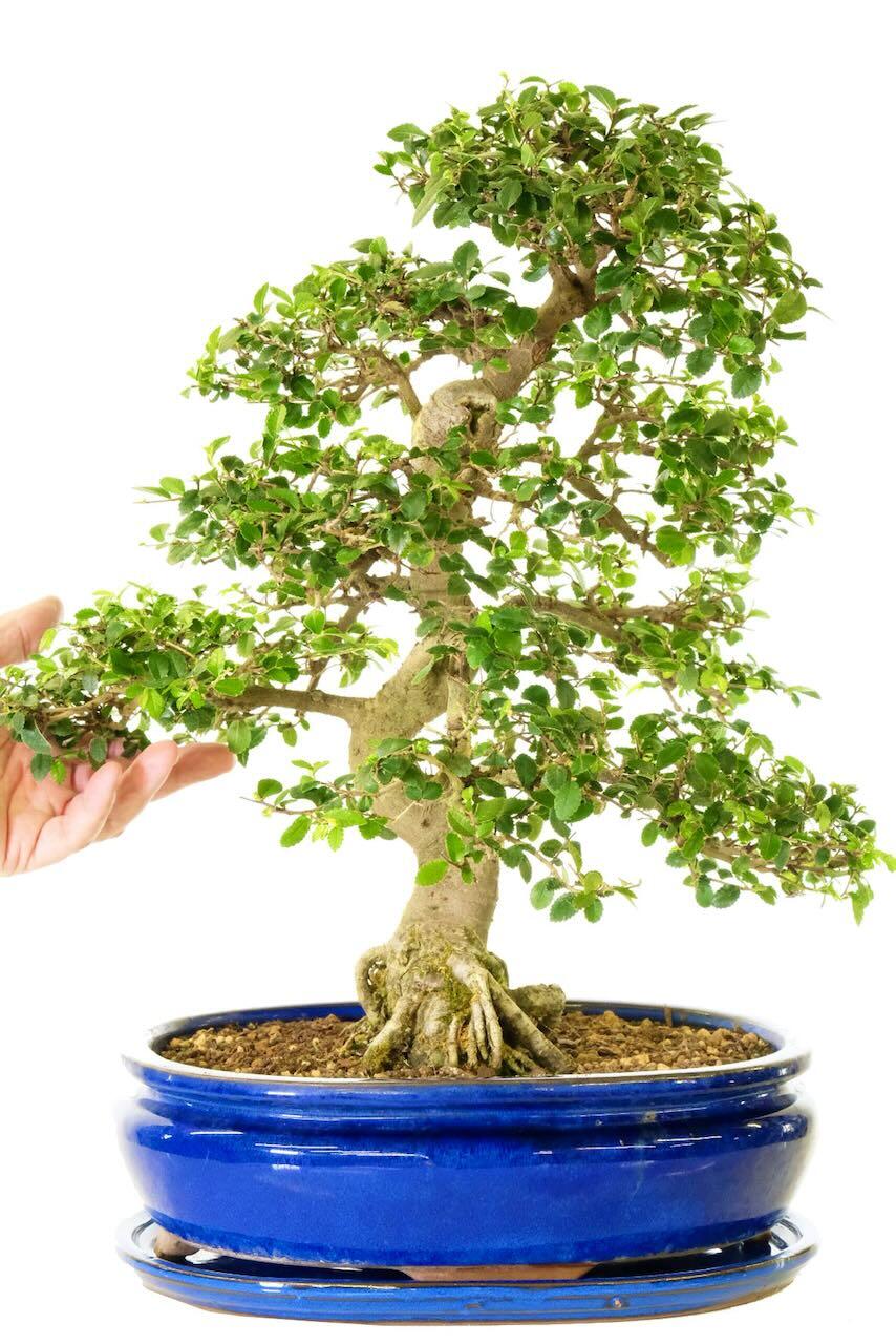 A Mighty Specimen Elm Bonsai Tree | Intricate with Superb Ramification