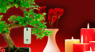 I love you Romantic Bonsai Tree Gifts