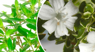 Serissa or Tree of a Thousand Stars Bonsai trees for sale