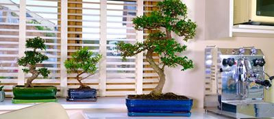 Specimen Indoor Bonsai Trees for Sale