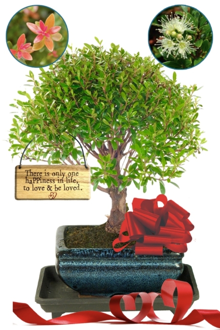 Fruiting & flowering Roseapple Myrtle Valentine's Day bonsai gift