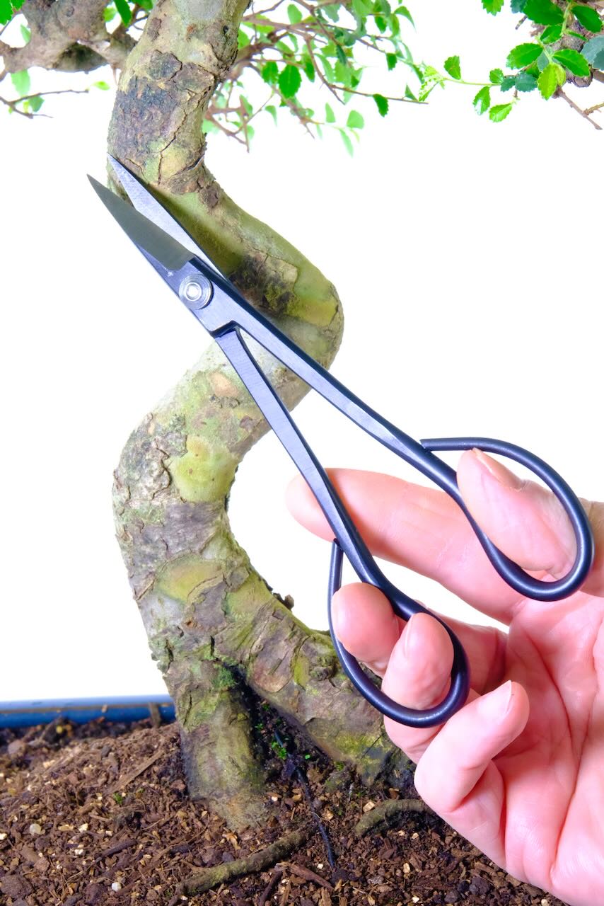 180mm Bonsai scissors for intricate pruning