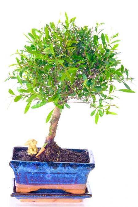 Fruiting & Flowering RoseApple / Myrtle Indoor Bonsai | Pretty Easter Gift!