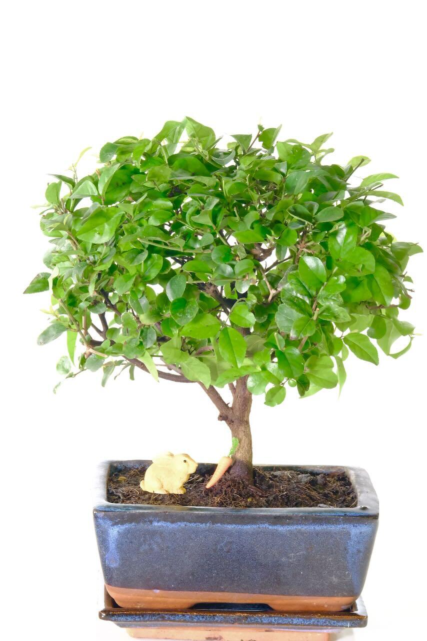 Fruiting Chinese Sweet Plum Indoor Bonsai | Lovely Easter Gift!