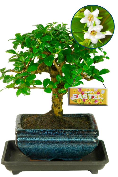 Spring Collection: Flowering Fukien Tea Bonsai Easter Gift