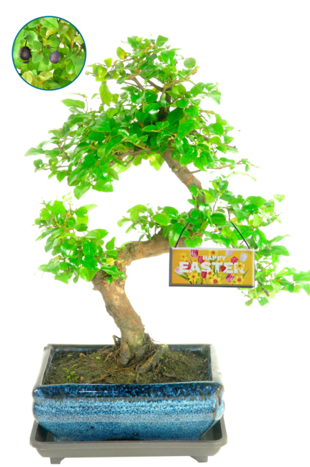 Fruiting Sagerteia bonsai | Spring bonsai tree collection - looking great
