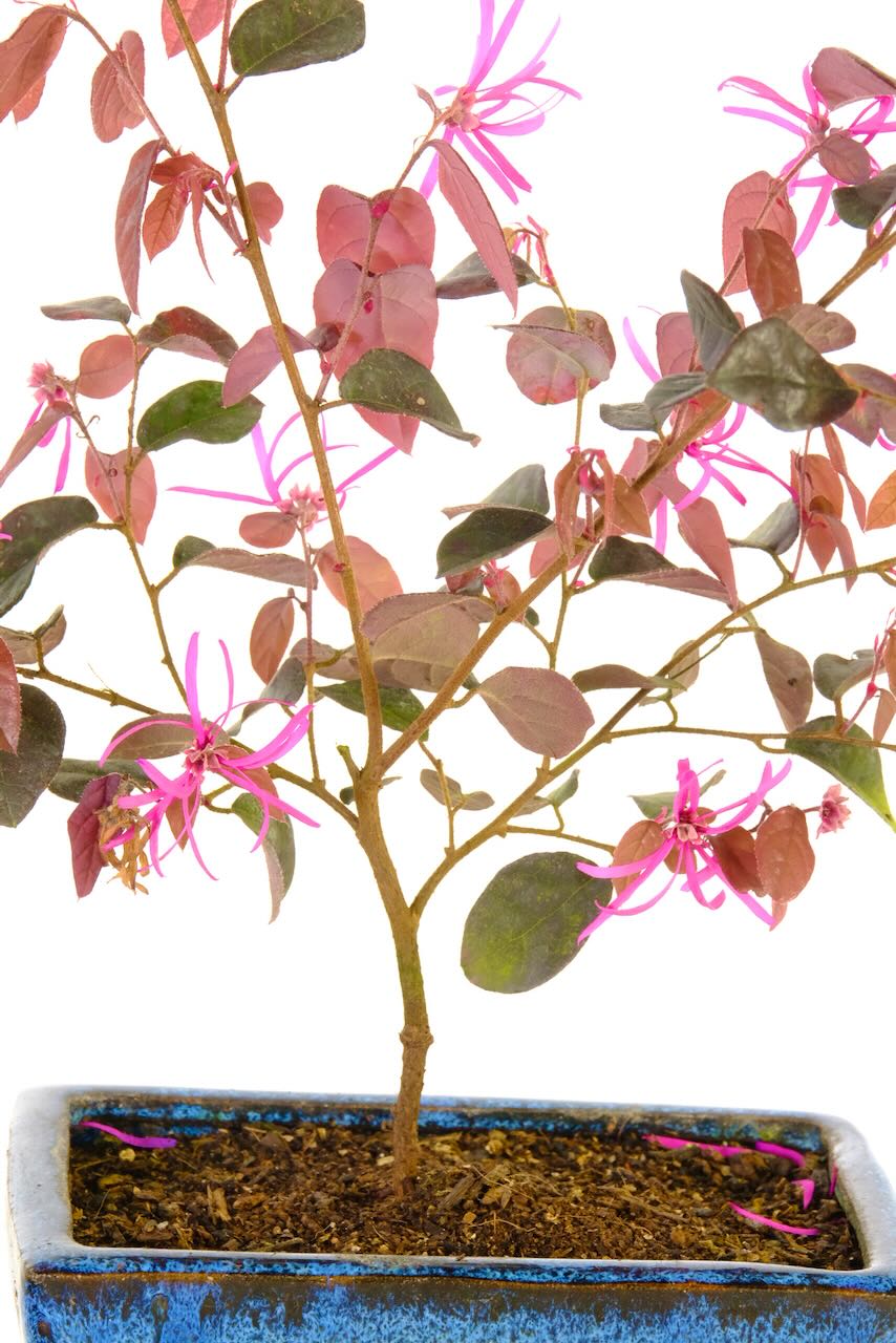 A beautiful starter bonsai tree with shocking pink flowers