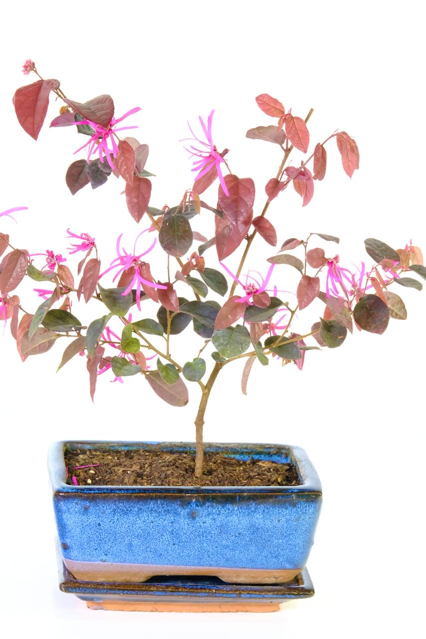 Loropetalum chinensis starter bonsai for sale