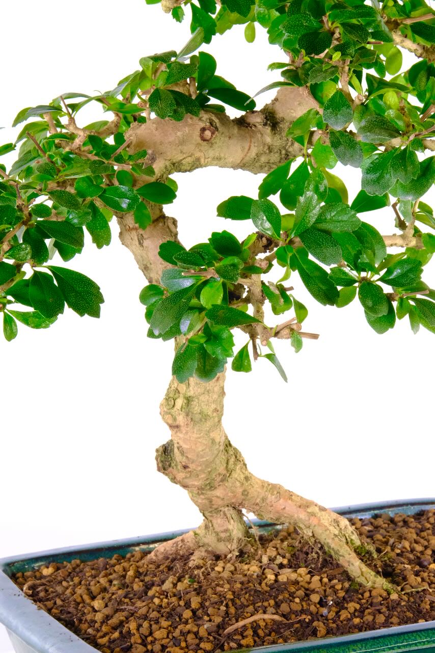 White summer flowering bonsai tree