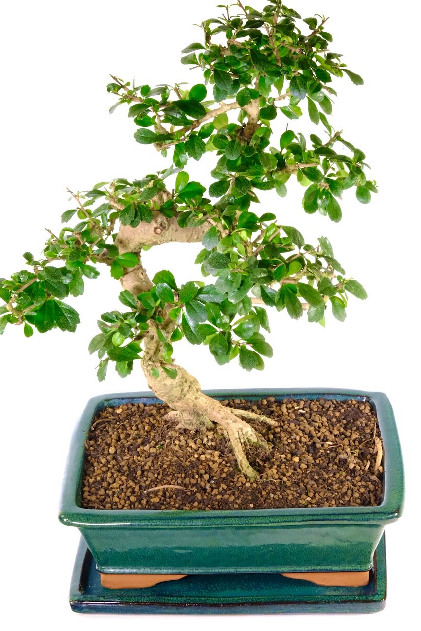 Absolutely Outstanding Extra Large Bonsai | Flowering Indoor Oriental Tea Tree with Statement Trunk (30 years)