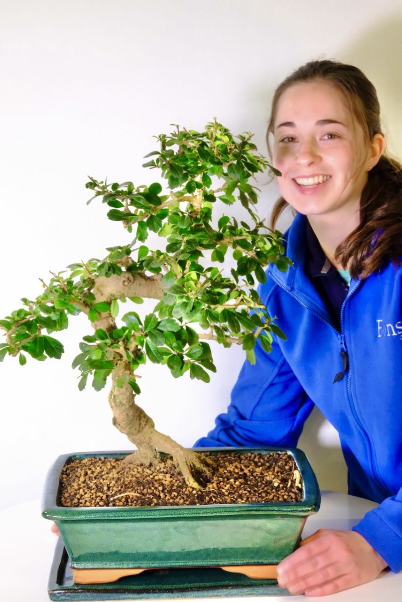 Extremely impressive Fukien tea bonsai in forest green pot with tray