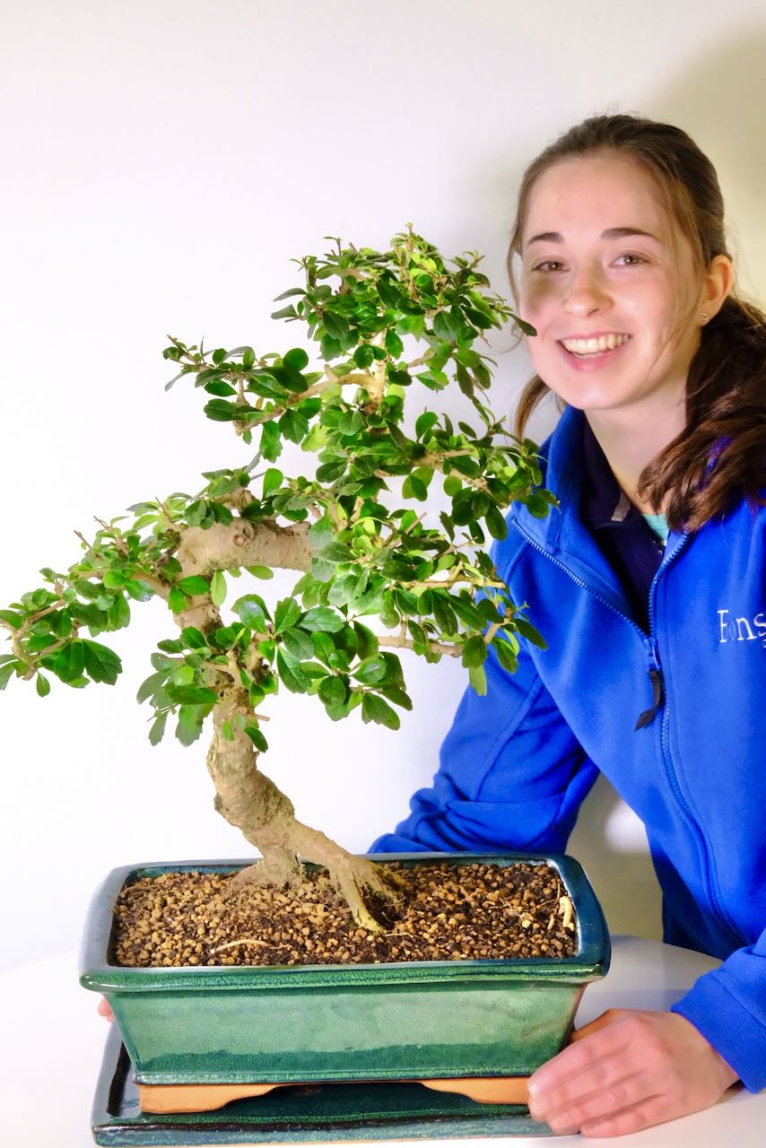 Extremely impressive Fukien tea bonsai in forest green pot with tray