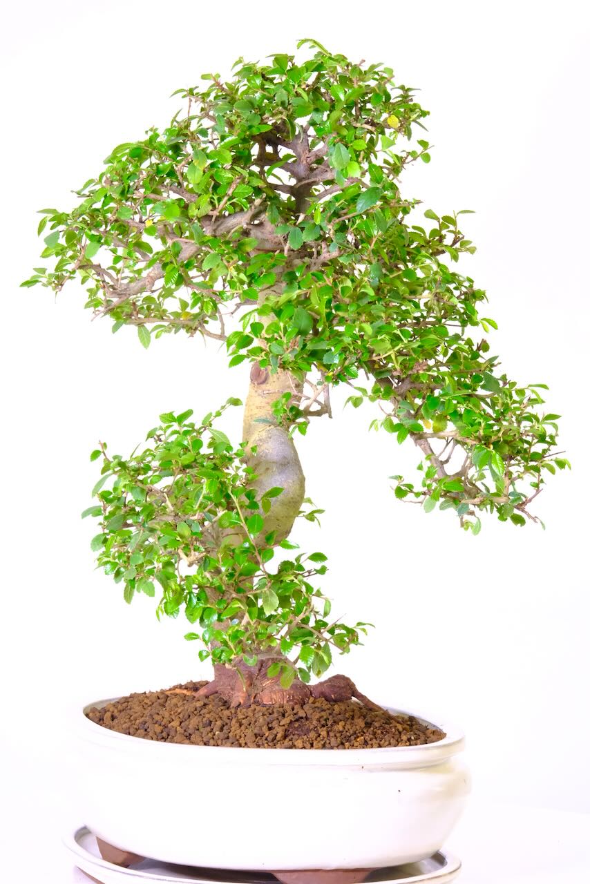 Winding trunk with wonderful branch placement