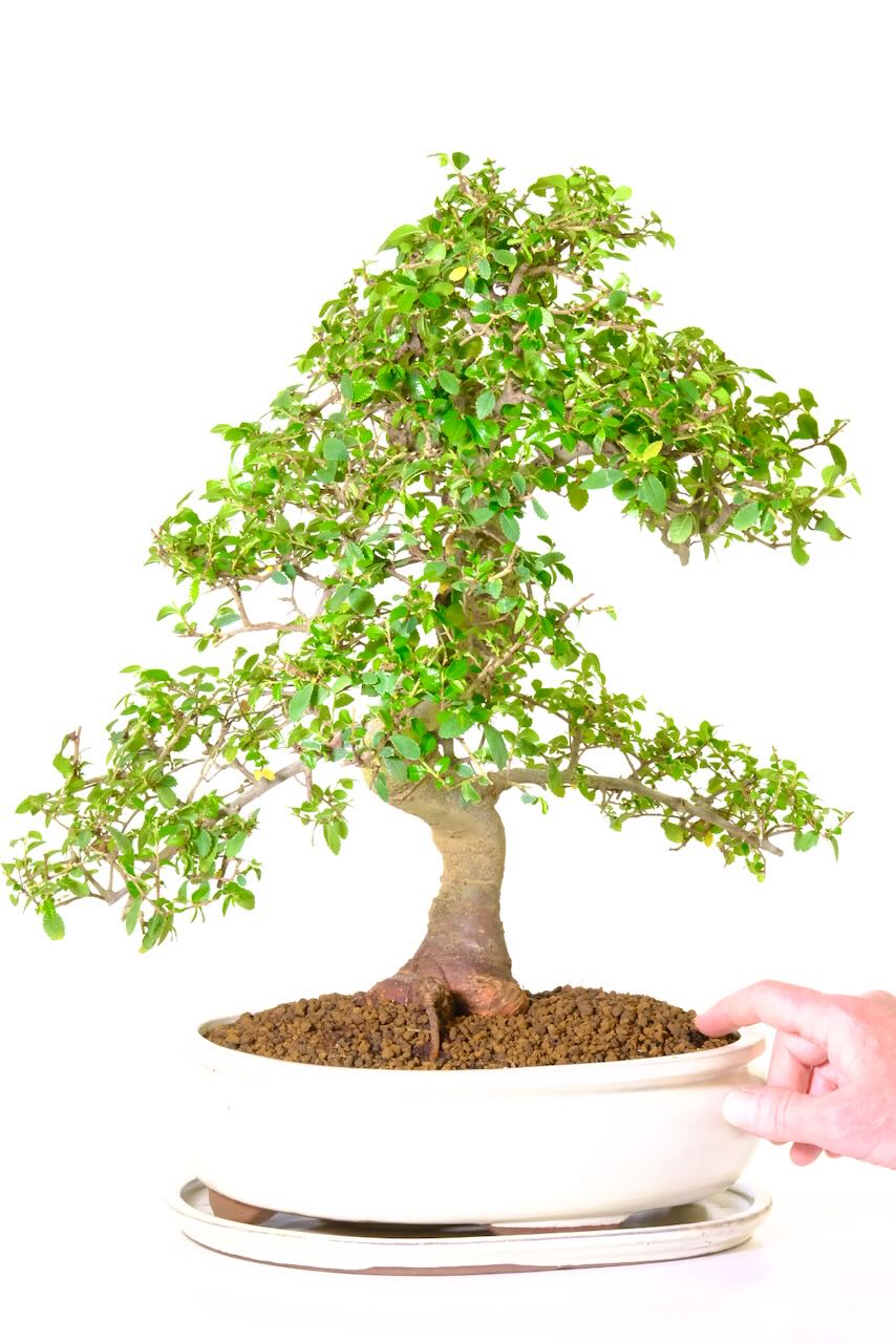 Phenomenal Chinese Elm bonsai tree for sale UK